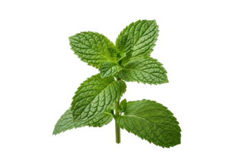 Meticulously detailed, vibrant green mint sprig with crisp leaves and serrated edges, macro shot against a seamless transparent background, diffused lighting, Concept of natural freshness and purity