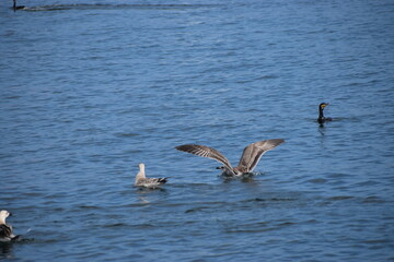 Seagulls in water close up during hunting or resting