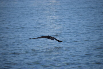 Cormorant flying over Bashka Water