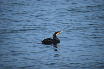 Cormorant in sea water close up