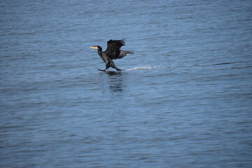 Cormorant landing on sea water close up