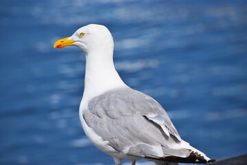 Speckled seagull close up portrait on natural background