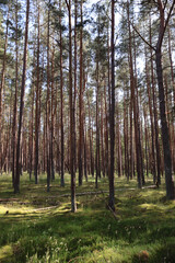 Sunlit coniferous forest with moss-covered ground, fairytale woodland landscape