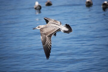 Close up of medium gull flying above the water