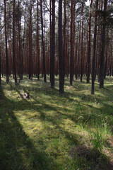 Sunlit coniferous forest with moss-covered ground, fairytale woodland landscape