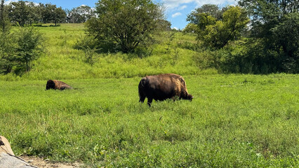 bison in Nebraska 