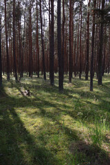 Sunlit coniferous forest with moss-covered ground, fairytale woodland landscape