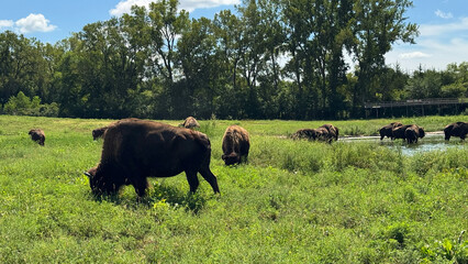 bison in Nebraska 