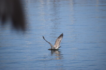 Fototapeta premium great blue heron