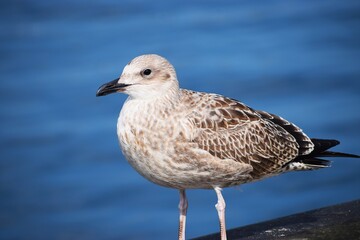 Close up of silver gull on natural background