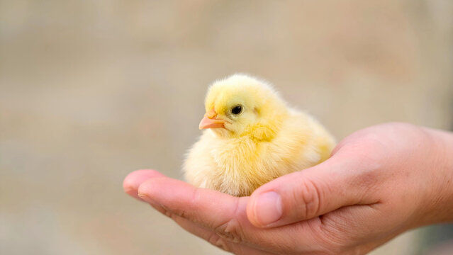 A Tiny Chick Resting Gently in a Loving Hand