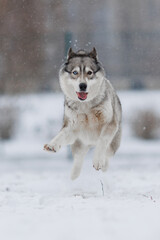 Siberian husky runs in winter