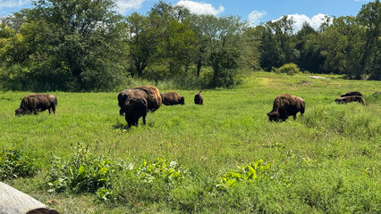 bison herd