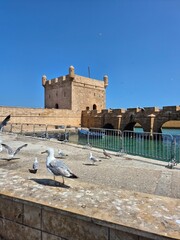 the seagull on the wall