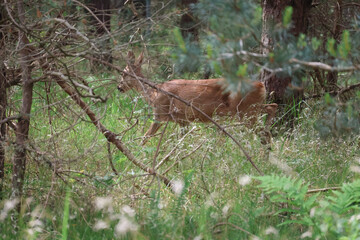 Deer walking through tall grass at forest edge, wildlife in natural habitat