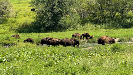 bison herd