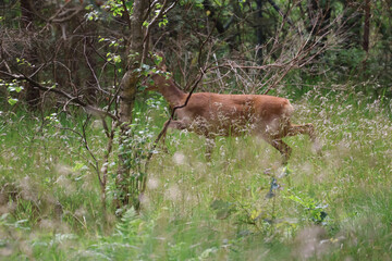 Deer walking through tall grass at forest edge, wildlife in natural habitat
