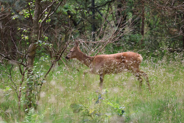 Deer walking through tall grass at forest edge, wildlife in natural habitat