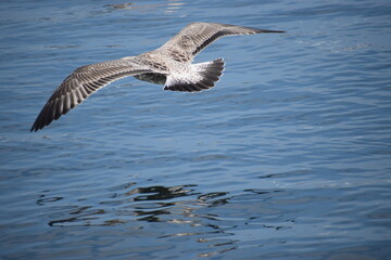 Close up of medium gull flying above the water