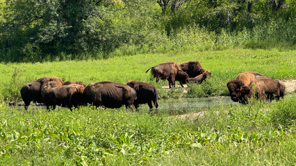 bison herd