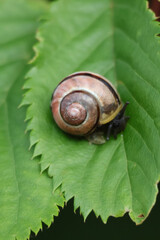 Brown snail crawling on green leaf,  closeup of gastropod in nature
