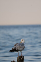 Seagull standing on old rotten wooden post by the sea, coastal seabird wildlife