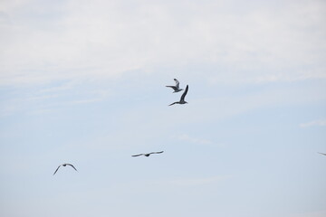 Four seagulls flying in the cloudy sky background