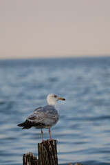 Seagull standing on old rotten wooden post by the sea, coastal seabird wildlife
