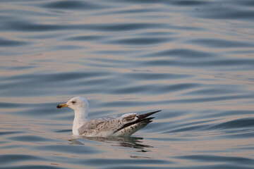 Seagull floating on sea water with evening sun reflection, coastal wildlife bird at sunset