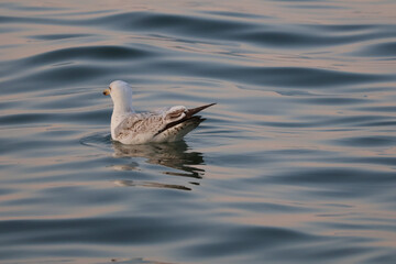 Seagull floating on sea water with evening sun reflection, coastal wildlife bird at sunset