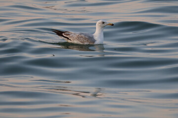 Seagull floating on sea water with evening sun reflection, coastal wildlife bird at sunset
