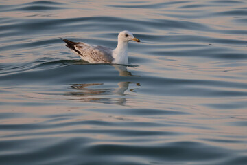 Seagull floating on sea water with evening sun reflection, coastal wildlife bird at sunset