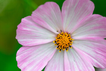 Obraz premium Beautiful blooming cosmos flower close-up