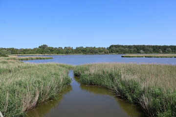 Wetlands with reed and brackish water, natural coastal marsh ecosystem