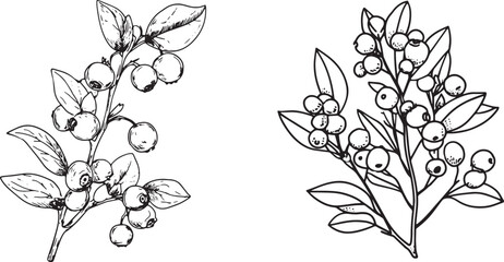 Blueberry plant with berries vector. Thin black line on white background, simple design, flat colors, coloring book style, no shading, thick lines, and defined shapes.eps