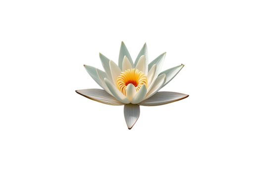 lotus flower with a yellow center, set on a white void, it displays a serene look with clear design.