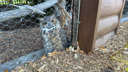 injured owl in recovery