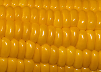 Close-up of corn kernels on the cob