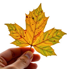 Bright Yellow Maple Leaf Held in Hand Against Soft Background