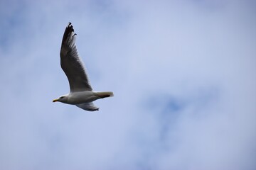 Silver gull close up flying against blue sky