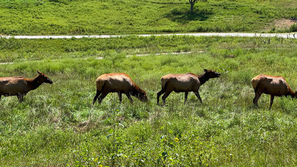 elk in Nebraska 