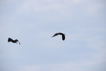 Two cormorants flying against a blue cloudy sky