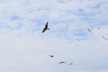 Four seagulls flying in the cloudy sky background