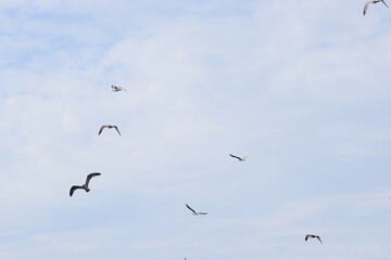 Four seagulls flying in the cloudy sky background