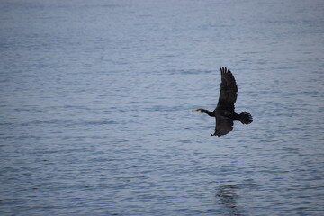 Cormorant flying over Bashka Water
