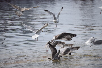 Fototapeta premium Silver Gulls hovering over water near Hel port shoreline