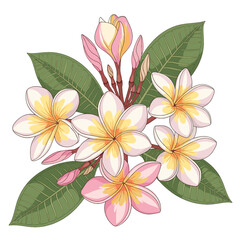 Obraz premium Illustration of a cluster of plumeria flowers in various stages of bloom, surrounded by green leaves.