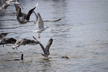 Silver Gulls hovering over water near Hel port shoreline