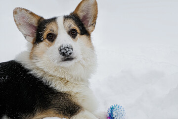 Dog. Welsh corgi Pembroke. A smiling purebred dog with a toy in the snow. Walking the dog