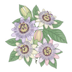 Fototapeta premium A detailed illustration of passion flowers with intricate petals, buds, and green leaves.